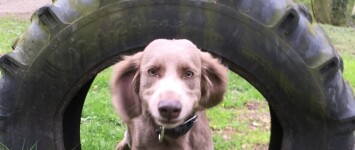 Wijkbewoners realiseren en onderhouden hondenspeeltuin in Veerallee 