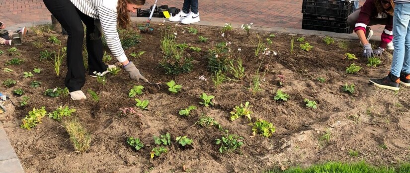 Randestraat_-1-_aanplanten_groenadoptie