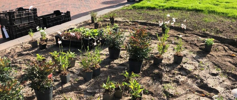Randestraat_-2-_aanplanten_groenadoptie