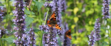 Vraag geld aan en maak je straat groen op Burendag - Agastache_vlinder