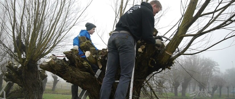 Foto_wilgen_knottten